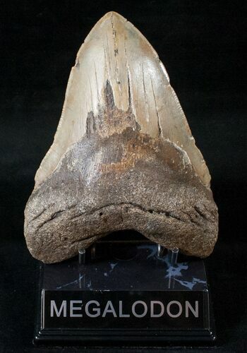 Massive Megalodon Tooth - North Carolina #13986